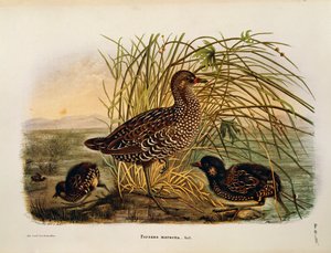 Ilustración de "Historia Natural de las Aves que Anidan en Lombardía" de Eugenio Bettoni representando Polluela pintoja (Porzana porzana), por Oscar Dressler de Eugenio Bettoni, Oscar Dressler