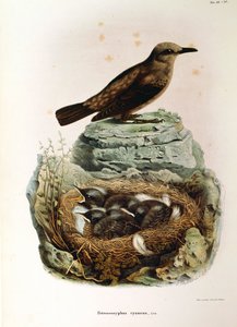 Ilustración de "Historia Natural de las Aves que Anidan en Lombardía" de Eugenio Bettoni representando Roquero solitario (Monticola solitarius), por Oscar Dressler