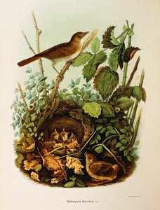 Ilustración de "Historia Natural de las Aves que Anidan en Lombardía" de Eugenio Bettoni representando Ruiseñor común (Luscinia megarhynchos), por Oscar Dressler