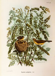 Ilustración de "Historia Natural de las Aves que Anidan en Lombardía" de Eugenio Bettoni representando Zarcero políglota (Hippolais polyglotta), por Oscar Dressler de Eugenio Bettoni, Oscar Dressler