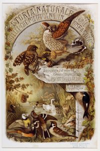Frontispicio de Historia natural de las aves que anidan en Lombardía (Cromolitografía) de Eugenio and Dressler Oscar  Bettoni