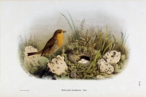 Representación del petirrojo (Rubecula familiaris)