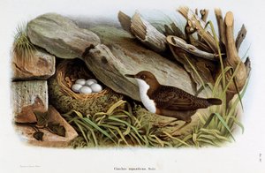 Representación del Mirlo Acuático (Cinclus aquaticus) (Cromolitografía) de Eugenio and Dressler Oscar  Bettoni