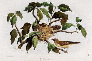 Representación del Pájaro Hipolais salicaria (Cromolitografía) de Eugenio and Dressler Oscar  Bettoni