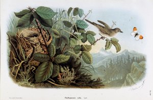 Representación del mosquitero común (Phyllopneuste rufa) (Chiffchaff) (Cromolitografía) de Eugenio and Dressler Oscar  Bettoni