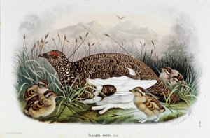 Representación de la perdiz (Perdiz o Lagopus mutus) de Eugenio and Dressler Oscar  Bettoni