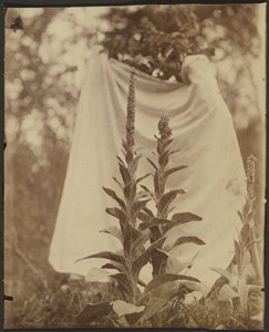 Bouillon Blanc (Gordolobo) de Eugène Atget