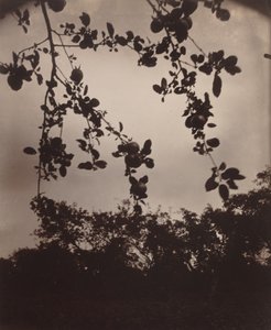 Rama de manzano