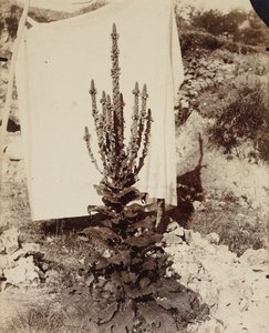 Gordolobo en flor, c. 1897-1899 de Eugène Atget