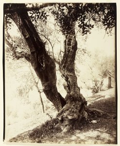 Olivier, Niza, c.1900 de Eugène Atget