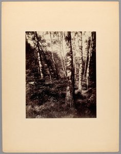 Parque de Saint-Cloud de Eugène Atget