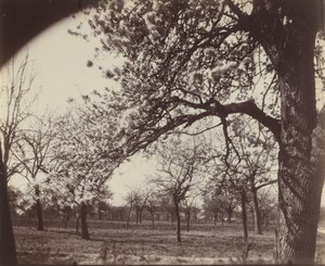 Peral de Eugène Atget