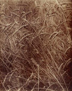 Trigo de Eugène Atget