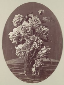 [Rosas], ca. 1875 de Eugène Chauvigné