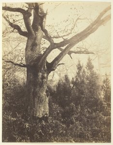 Sin título [árbol] de Eugène Cuvelier