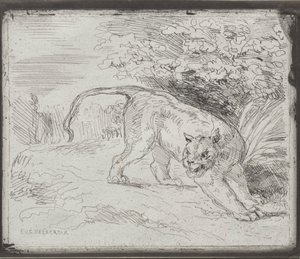 Un tigre atrapado