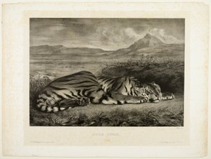 Tigre de Bengala