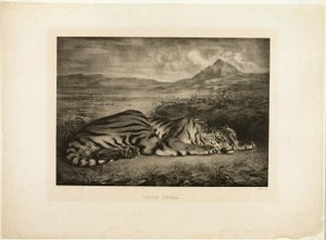 Tigre de Bengala