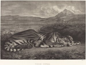 Tigre real