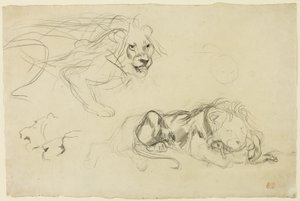 Estudios de leones de Eugène Delacroix
