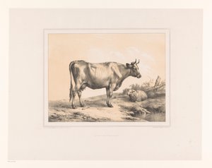 Vaca y oveja en un paisaje
Varios animales (título de la serie)
Études d