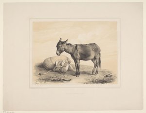 Rustende pakezel
Diverse dieren (título de la serie)
Estudios sobre animales (título de la serie)