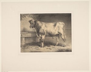 Stier
Diverse dieren (título de la serie)
Estudios sobre animales (título de la serie)