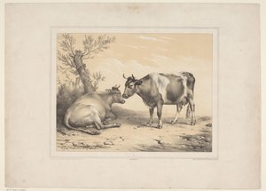 Twee koeien Varios tamme dieren (título de la serie) Trece sujetos de animales domésticos y nativos (título de la serie) de Eugène Verboeckhoven