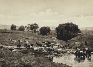 Australia, Ganado, Queensland de European Photographer