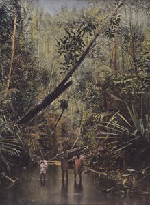 Selva virgen, costa este de European Photographer