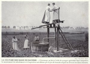 El Cultivo de Rábanos en Baviera