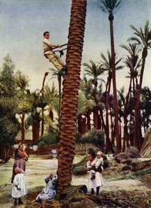 Palmerales de Elche