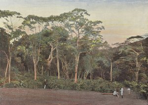 Plantación de Café bajo Bosques de Maoulis de European Photographer