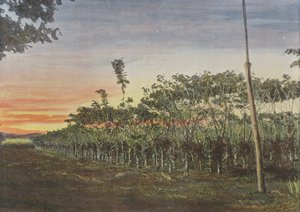Vainillería bajo los Acacias