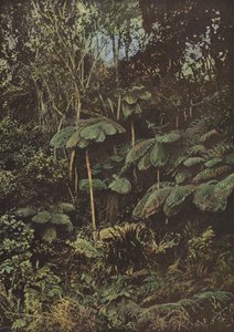 Vegetación, Helechos Arbóreos de European Photographer