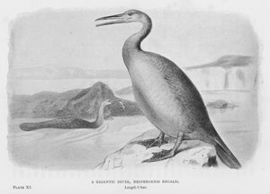 Un buceador gigante, Hesperornis Regalis de European School