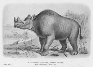 Un nuevo cuadrúpedo extinto, Brontops Robustus de European School