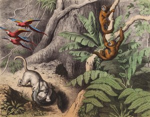Un bosque en Brasil (litografía en color) de European School