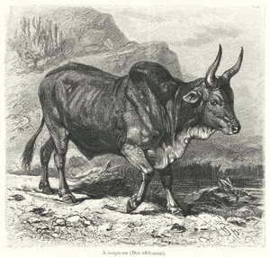 Un buey sanga, Bos africanus de European School