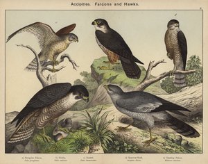 Accipítridos, Halcones y Gavilanes de European School