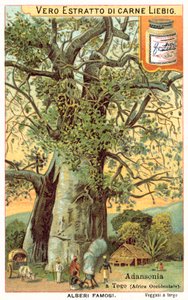 Árbol Adansonia en Togo