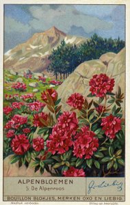 Alpenrose (Rhododendron ferrugineum) (cromolito) de European School