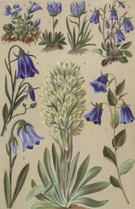Flora alpina de European School