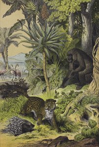 Animales y plantas de Guinea Ecuatorial de European School