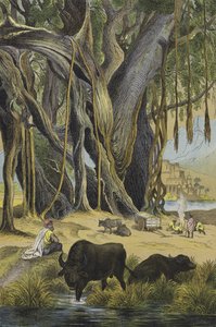 Animales y plantas de la India