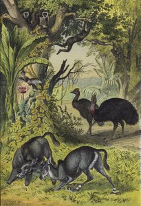 Animales y plantas del sur de Asia de European School