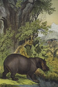 Animales y plantas del bosque pantanoso en Sudán de European School
