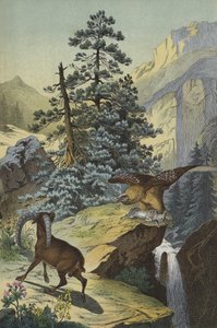 Animales y plantas de los Alpes de European School