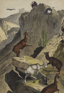 Animales y plantas de los Andes de European School