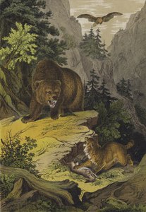 Animales y plantas de las Montañas Rocosas de Norteamérica (litografía en color) de European School